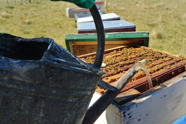 jarabe-de-azucar-alimentando-colmena.jpg