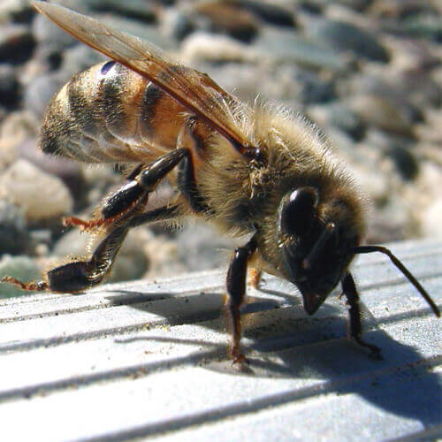 abeja.jpg