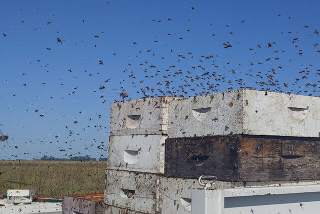 portada-pillaje-de-abejas.jpg
