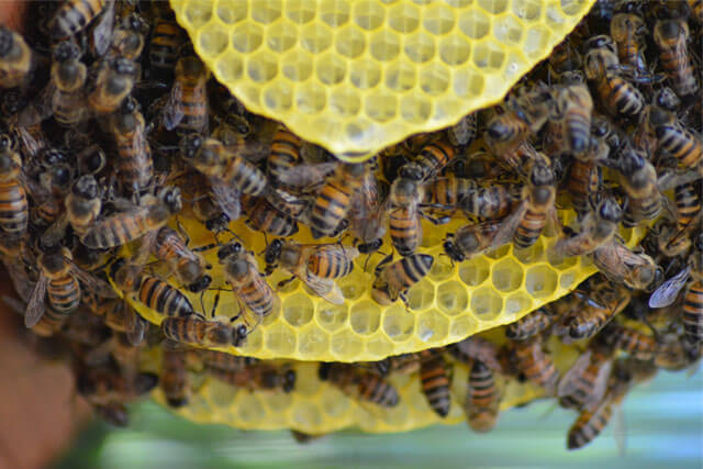 cera-de-abejas.jpg