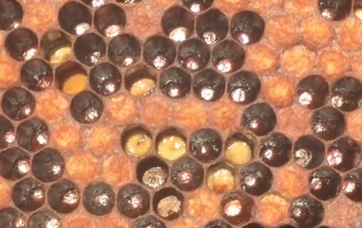 loque-europea-larvas.jpg