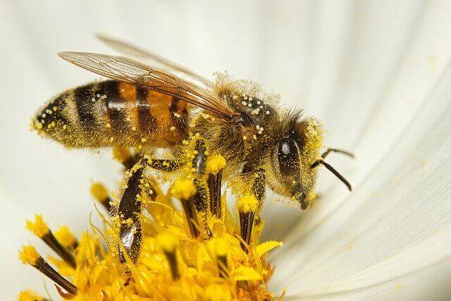 abeja-polinizando.jpg