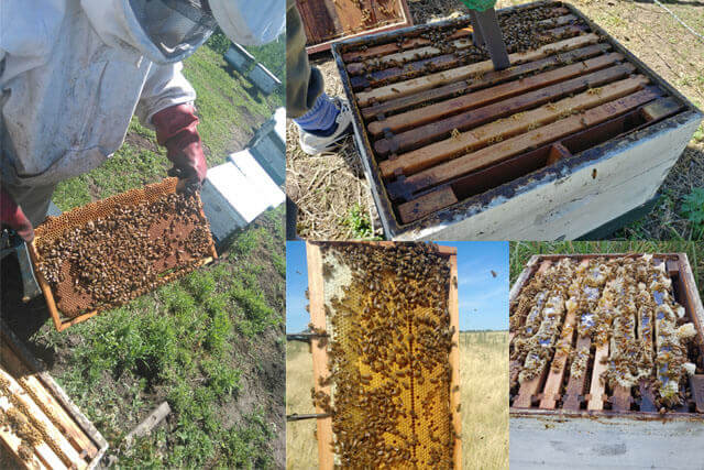 mejores-buenas-practicas-de-manejo-apicola.jpg
