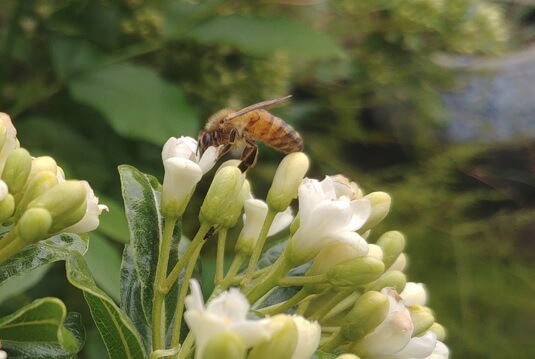 abeja-en-flor-obtenido-nectar.jpg