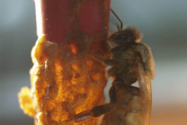 abeja-reina-artificial-buckfast.jpg