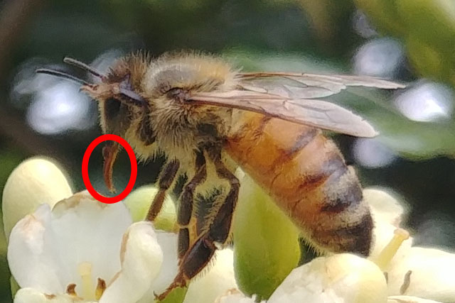 proboscide-abeja-1.jpg