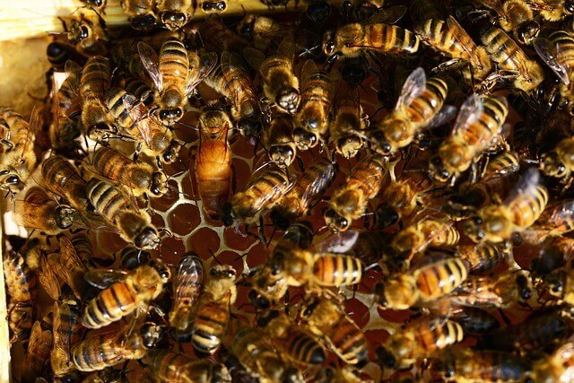 abeja-reina.jpg