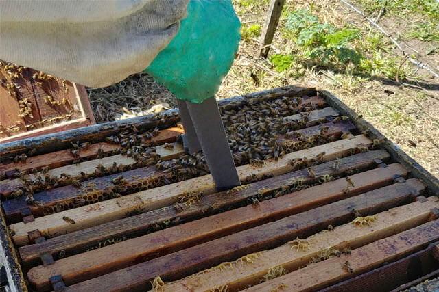 colocacion-de-cura-contra-varroa-destructor.jpg