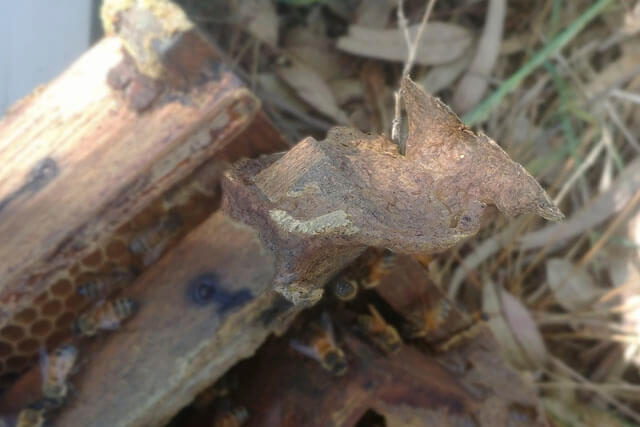 cumilo-de-propoleo-solido-natural.jpg