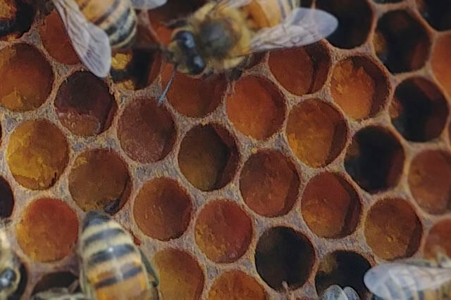 pan-de-abeja-2.jpg
