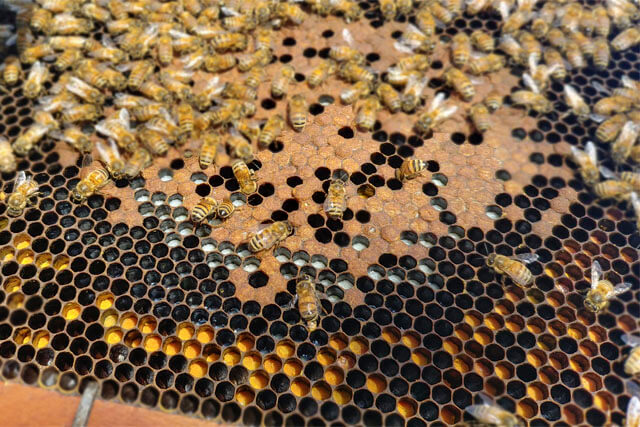pan-de-abeja-en-cuadro-de-cria.jpg
