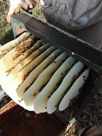 panal-de-abejas.jpg