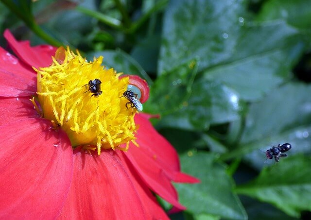 abejas-meliponas-2.jpg