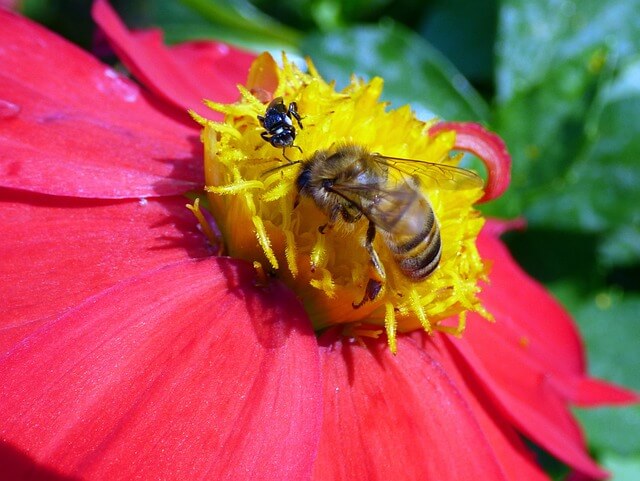abeja-y-melipona.jpg