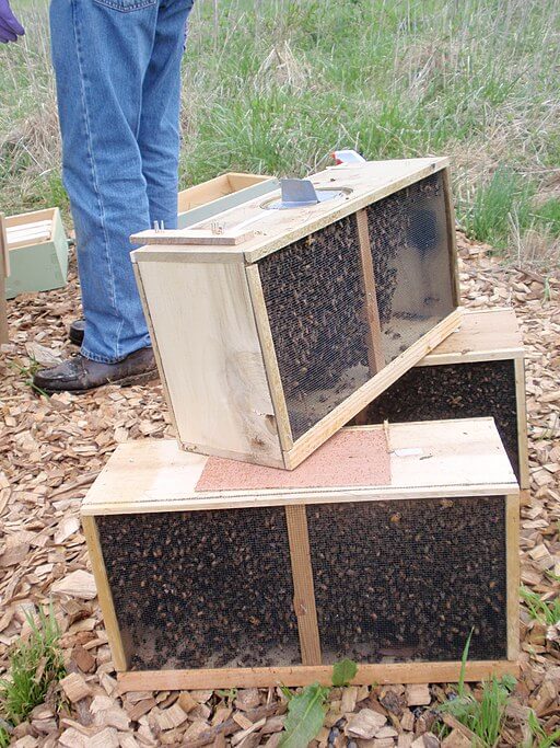 paquete-deabejas-2.jpg