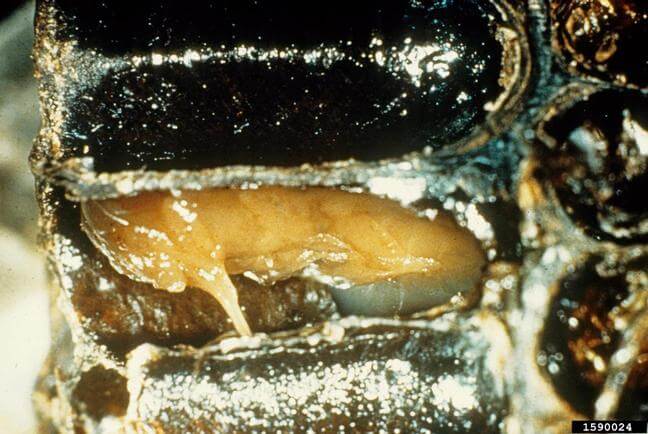 pupa-loque-americana.jpg