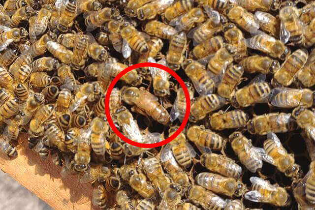 abeja-reina.jpg