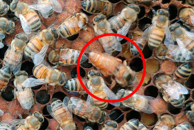 abeja-reina-virgen.jpg