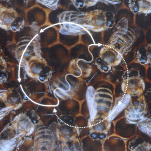 abeja-danzando.jpg