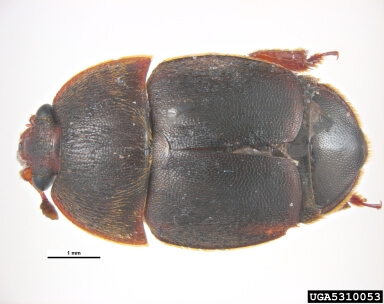 dimensiones-pequeño-escarabajo-de-la-colmena.jpg