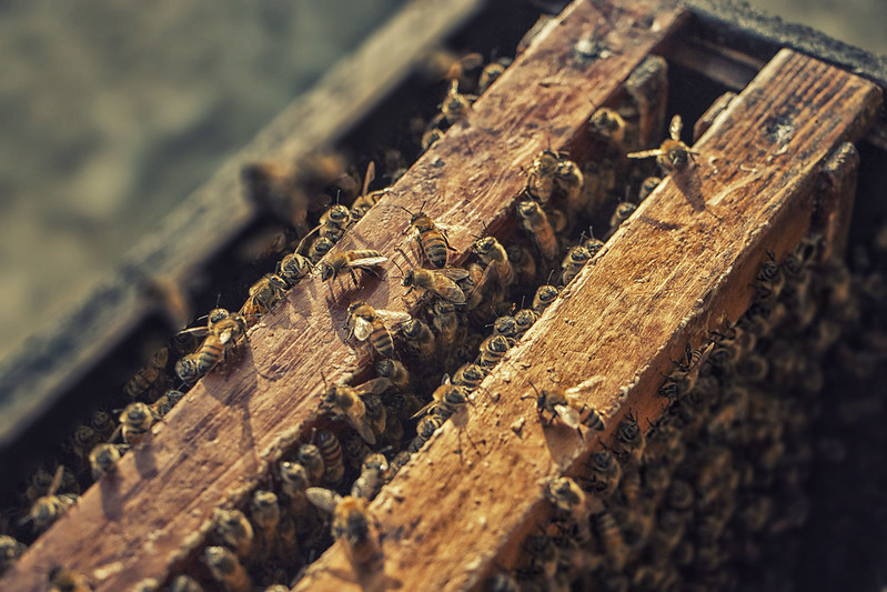 abejas.jpg