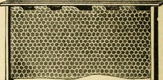 american-bee-journal-(1861).jpg
