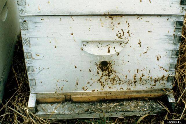 nosema-apis.jpg