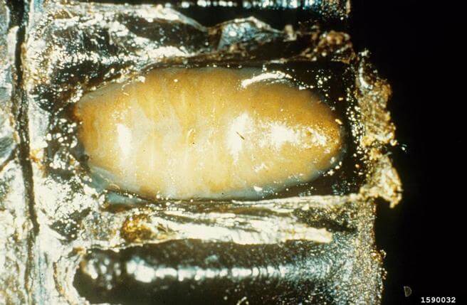 larva-acuosa.jpg