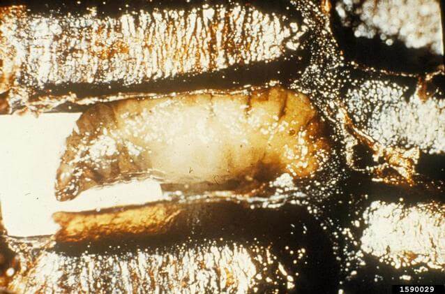 larva-infectada.jpg