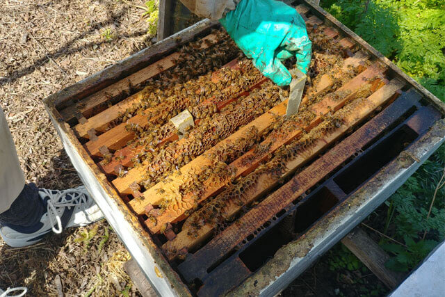 curando-colmena-contra-varroa.jpg