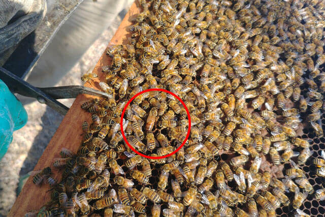 sequito-a-la-reina.jpg