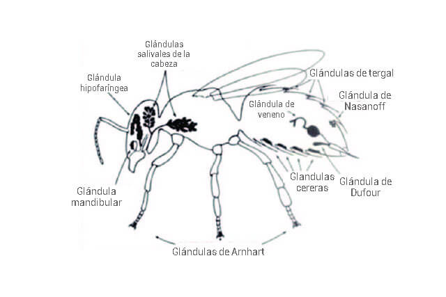 glandulas-de-la-abeja.jpg