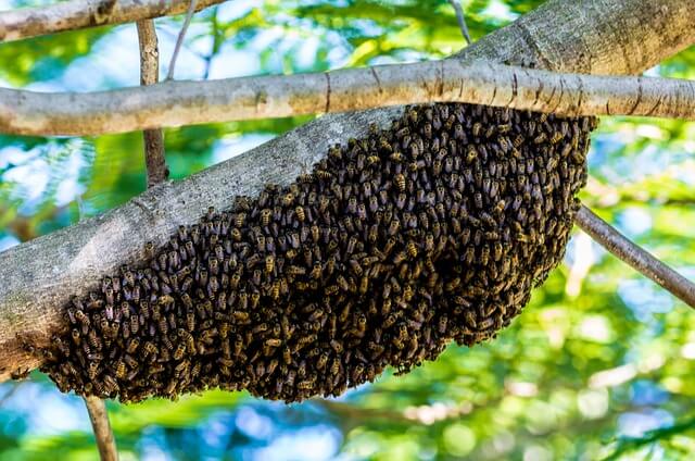 enjambre-de-abejas.jpg