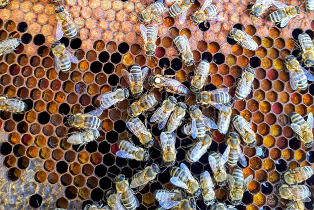 Abeja-reina-con-sequito.jpg