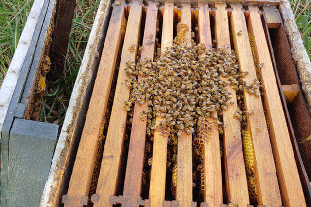abejas-formando-el-racimo.jpg