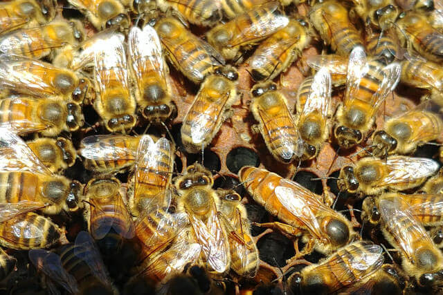 abeja-reina-italiana.jpg