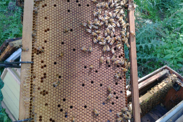 postura-de-crias-de-abeja-italiana.jpg