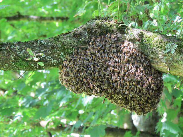 ejambre-de-abejas.jpg