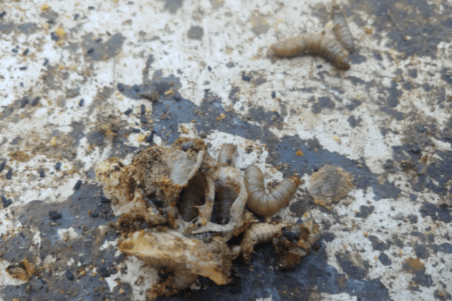 larvas-de-polillas.png