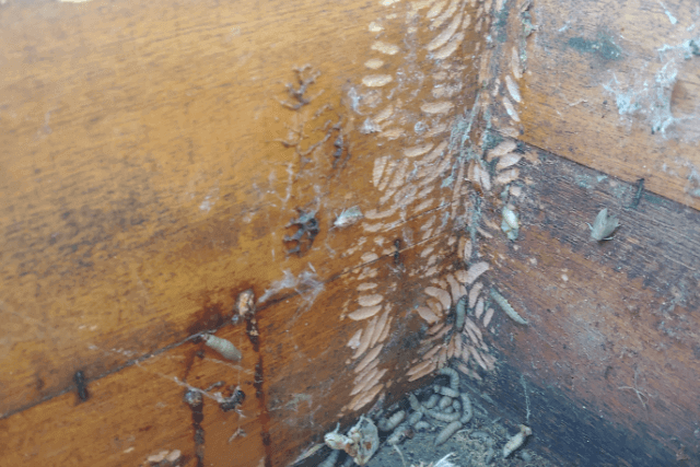 polillas-y-larvas-en-cajon-de-abejas.png