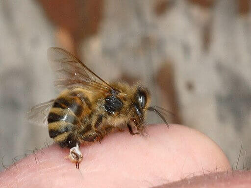 abeja-picando-aguijon-se-desprende.jpg
