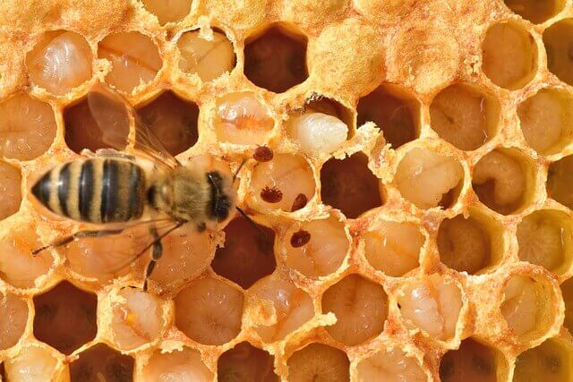 varroa-en-cria-de-zangano.jpg