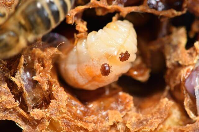 varroa.jpg