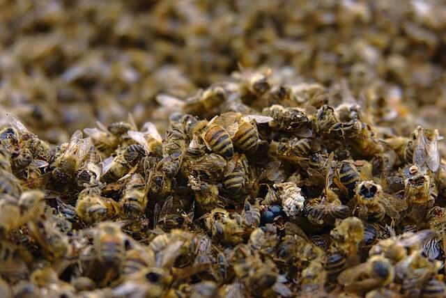 abejas-muertas.jpg