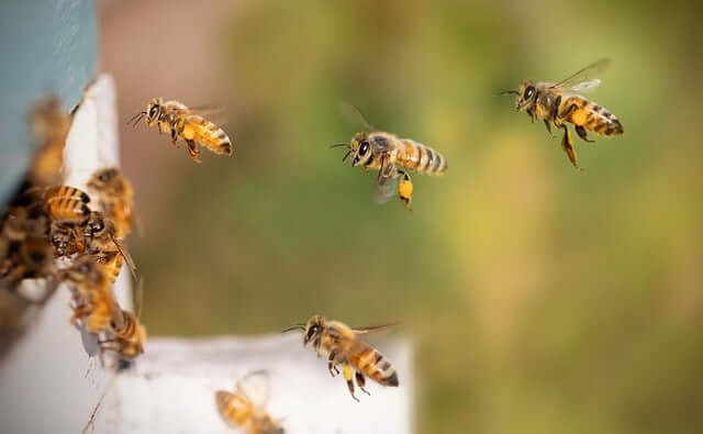 abejas-con-polen.jpg