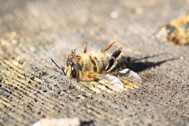 abeja-afectada.jpg