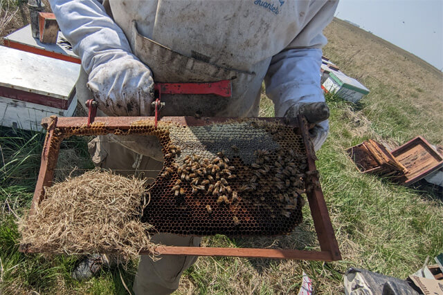 panal-de-abeja-destruido-por-raton-de-campo.jpg