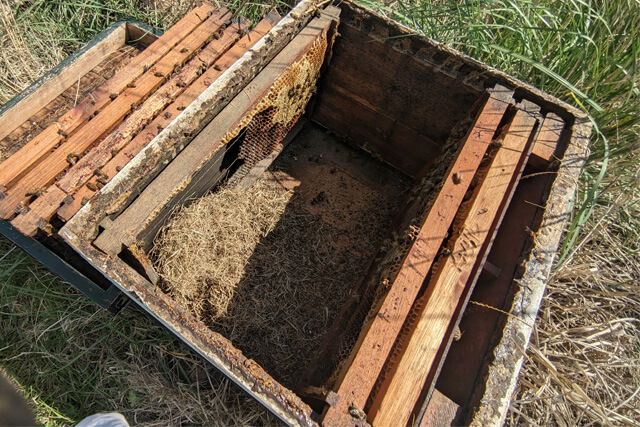 colmena-contaminada-por-ratones-de-campo.jpg