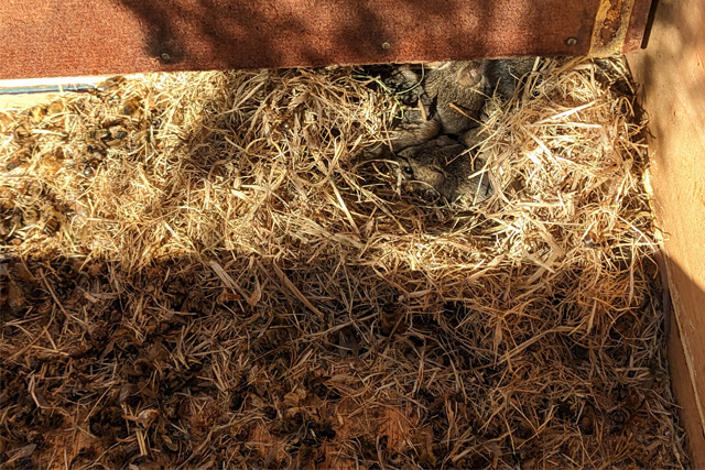 nido-con-ratones-de-campo.jpg