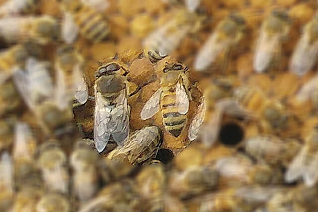 diferencia_zangano_y_abeja.jpg